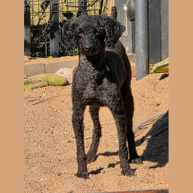 Photo of Zebi