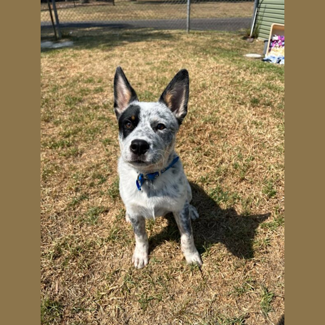 Photo of Angus