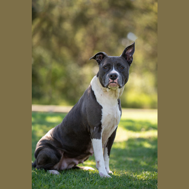 Photo of Sage