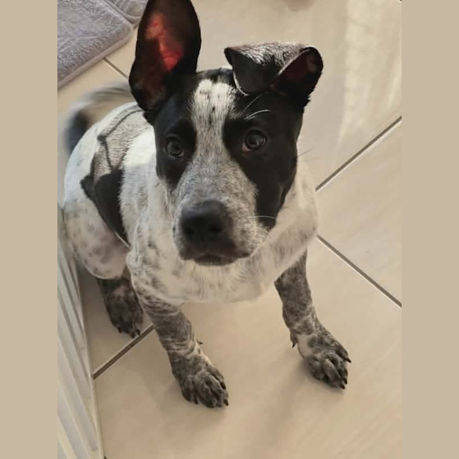 Photo of Diesel
