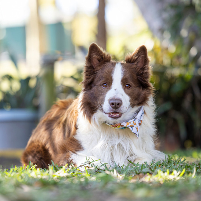 Photo of Oscar Pawastri