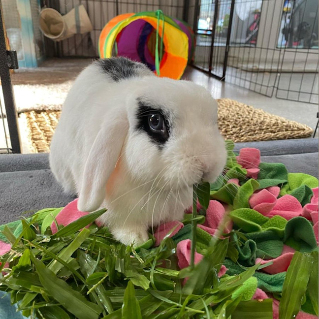 Photo of Blot (W Mini Luna)