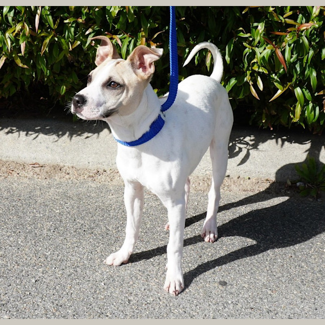 Photo of Tyke