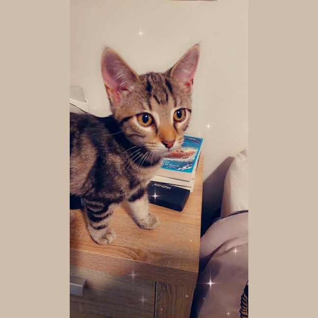 Photo of Waffles