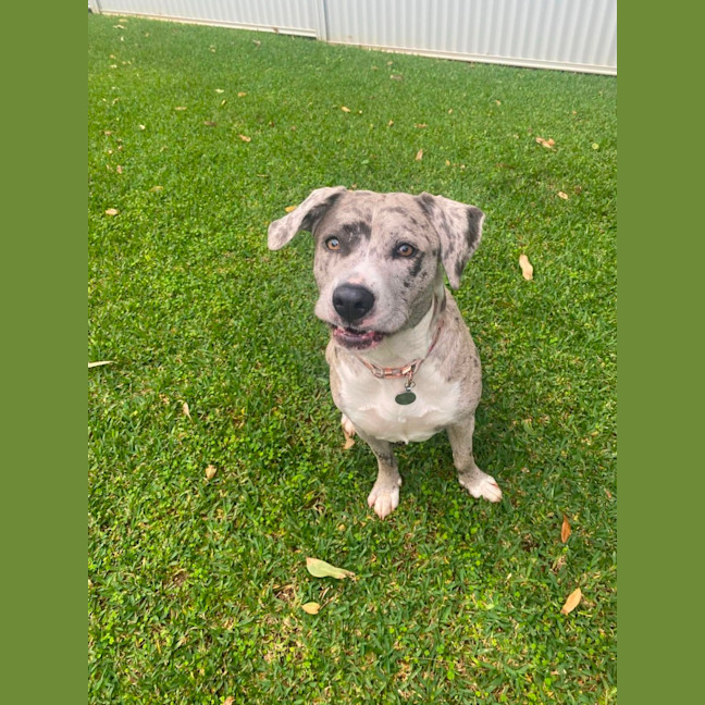 Photo of Winnie *$350 Adoption Fee*