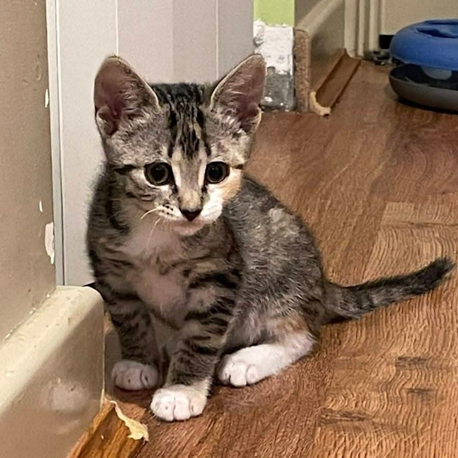 Photo of Stella