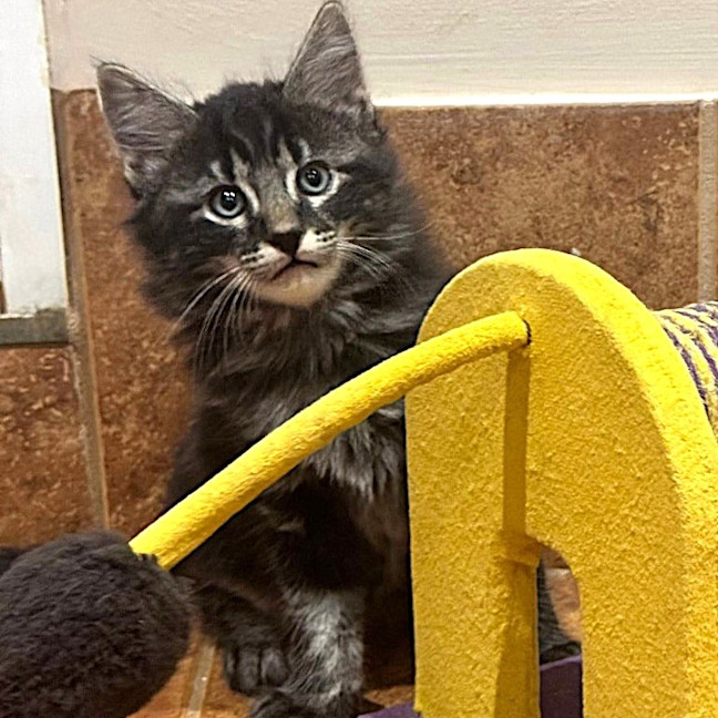 Photo of Guinness