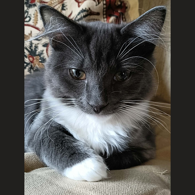 Photo of Freddie (Aubrey)