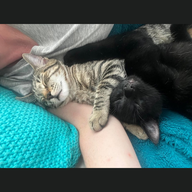 Photo of Fang & Katsu 