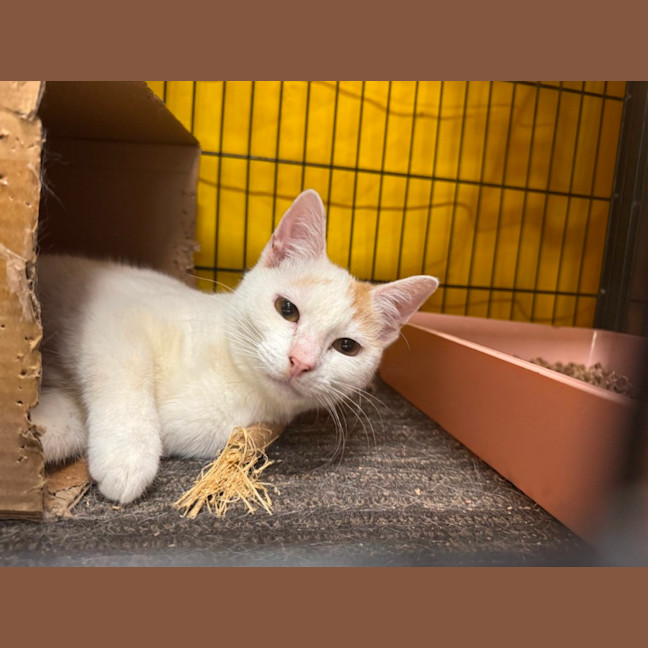 Photo of Chester