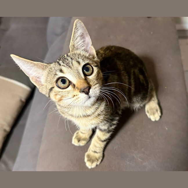 Photo of Puss In Boots