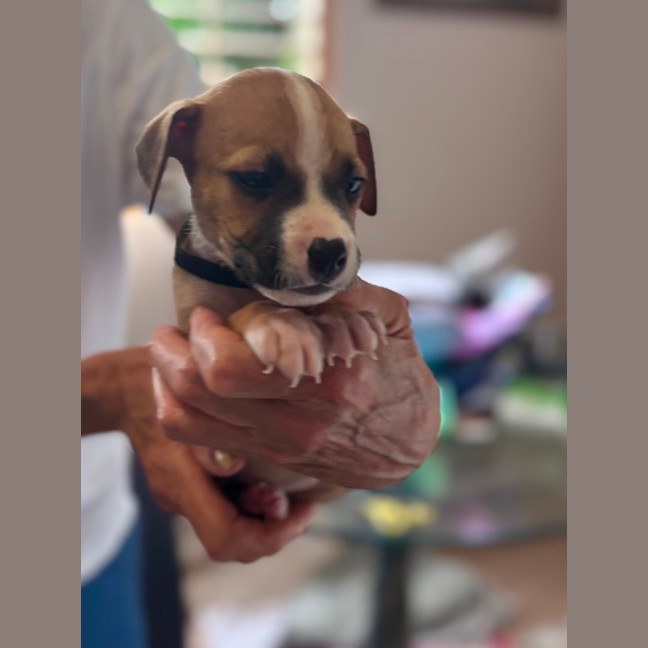 Photo of Bodhi