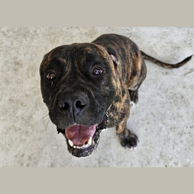 Photo of Bruce Imp 67