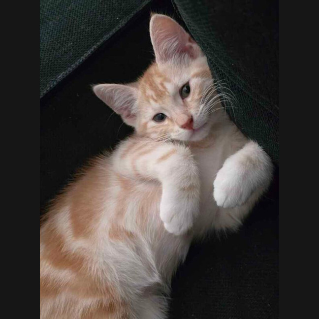 Photo of Barley Sugar