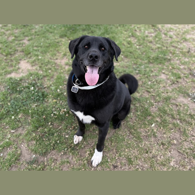 Photo of Boomie Imp 2716