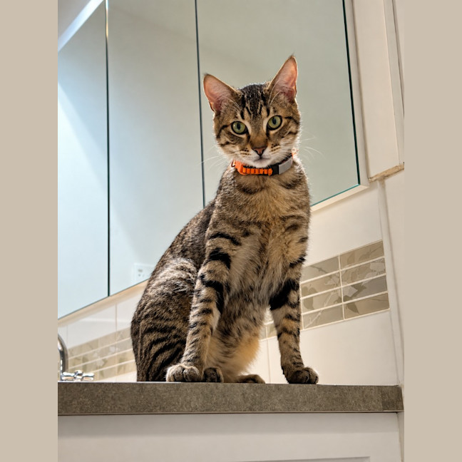Photo of Satay