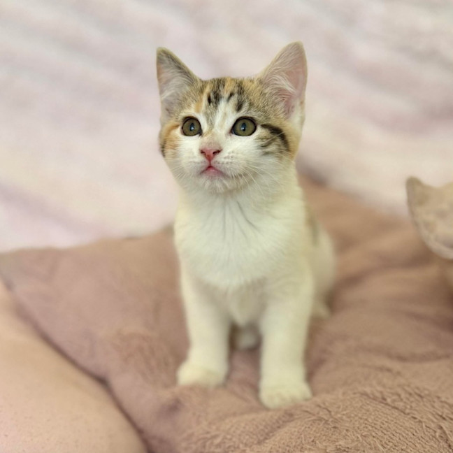 Photo of Lilly   In Foster Care In Croydon