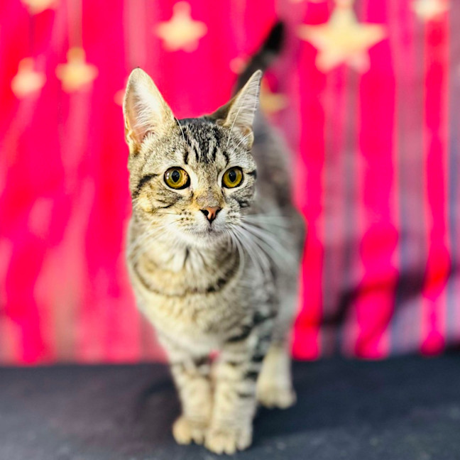 Photo of Giselle   Located In Preston 