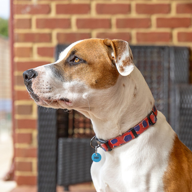Photo of Rusty