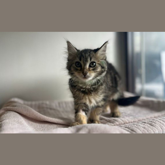 Photo of Paisley