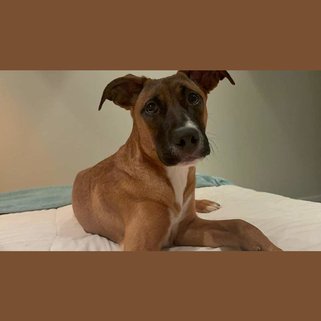 Photo of Daffodil Daphne