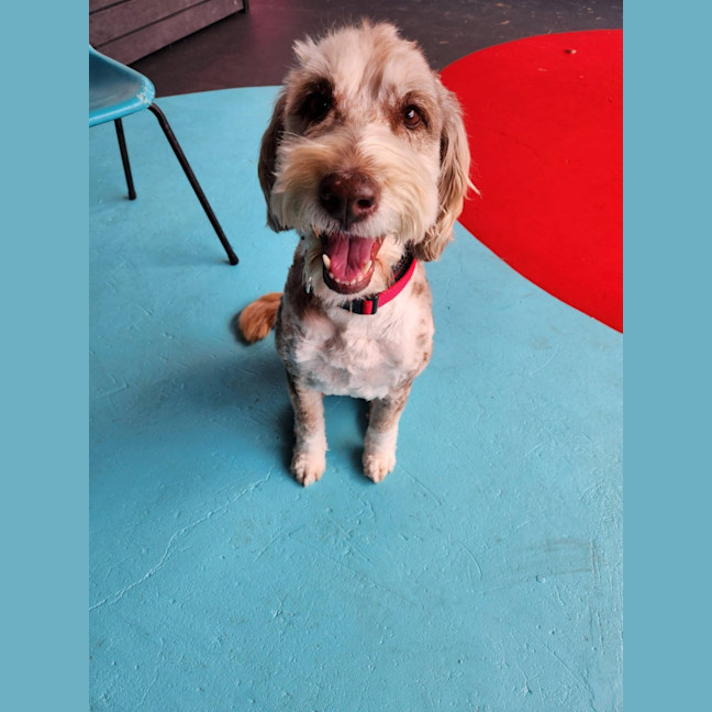 Photo of Bailey