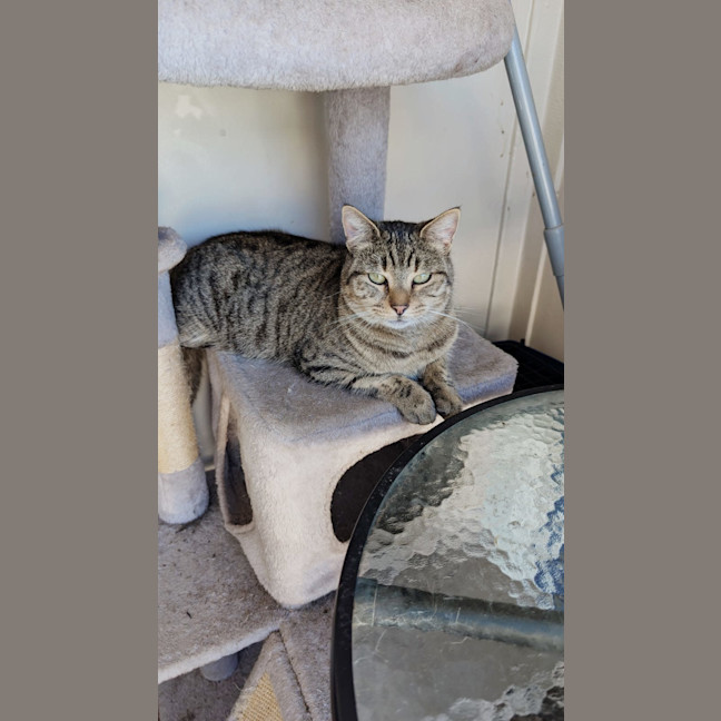 Photo of Misty Tabby