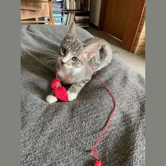 Photo of Cherry Bomb