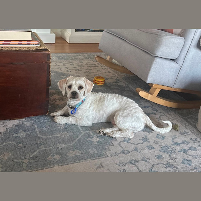 Photo of Timmy   1 Year Old Shih Tzu X Poodle