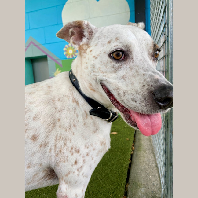 Photo of D1072 Rosie