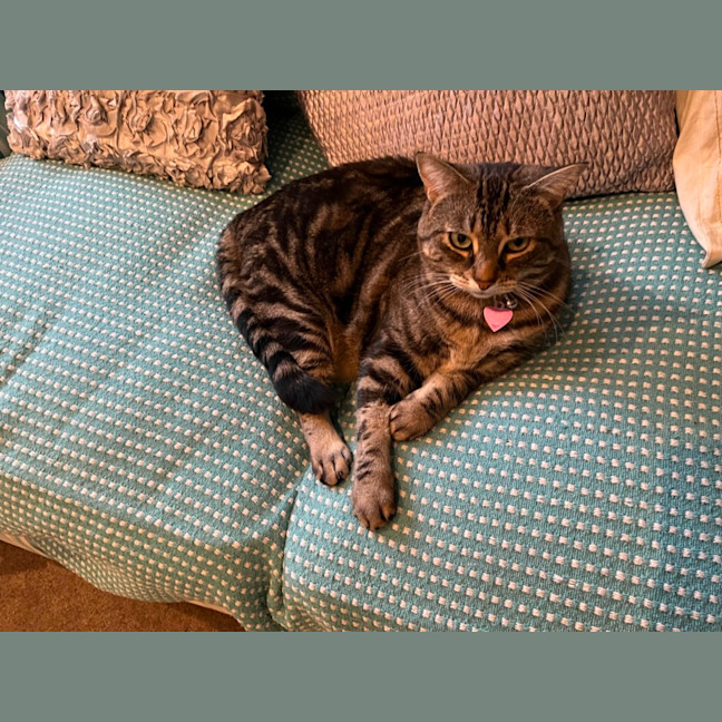 Photo of Tilly The Chunky Tabby 
