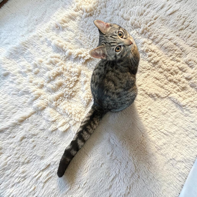 Photo of Nori