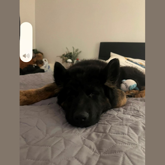 Photo of Bear