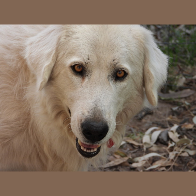 Photo of Lucy
