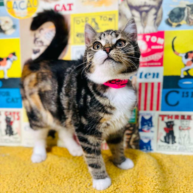 Photo of Strawberry   Located In Preston 