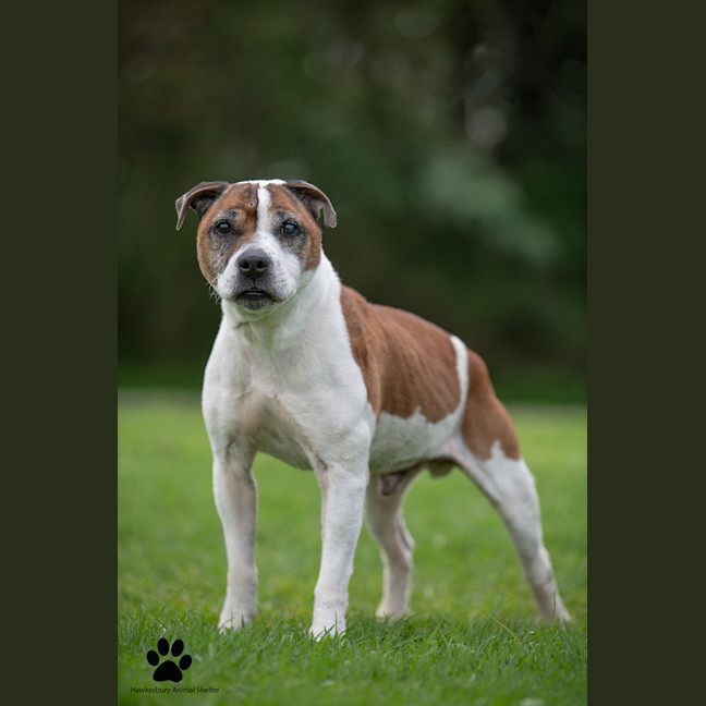 Photo of Rocko