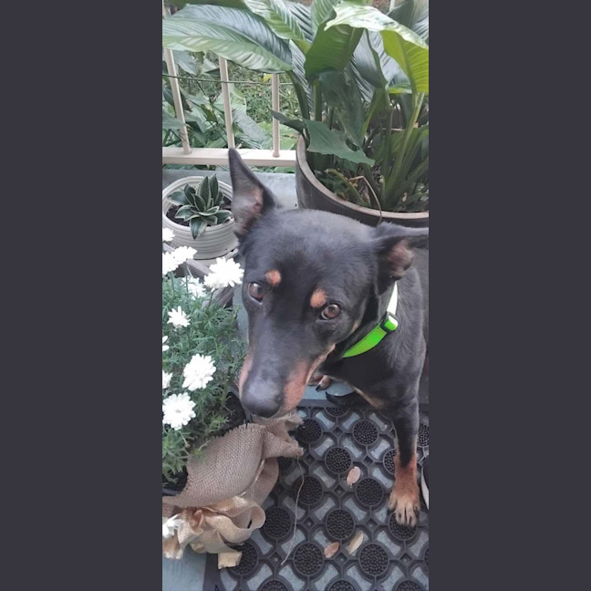 Photo of Effie
