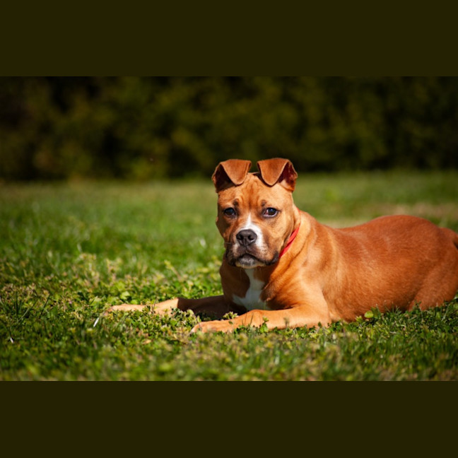 Photo of Beau