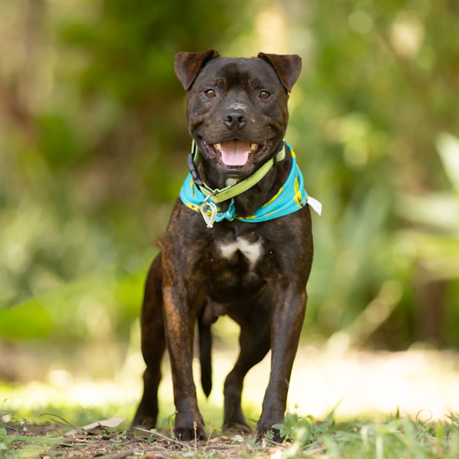 Photo of Shadow (Previously Greg)