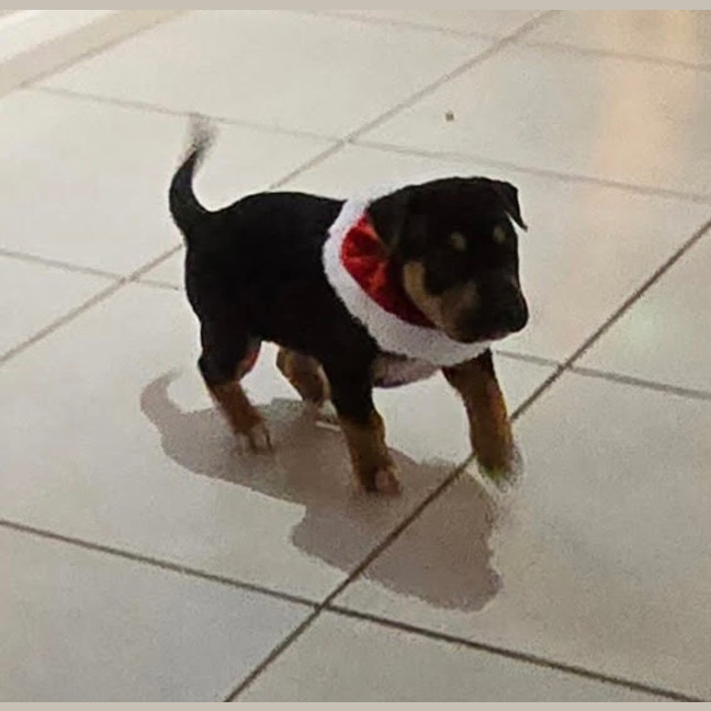 Photo of Prada
