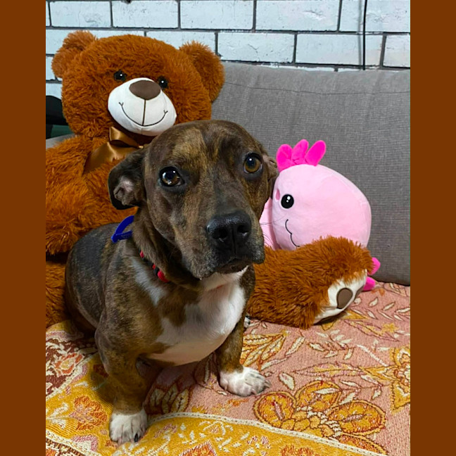 Photo of Tucker   2 Year Old Dachshund X Staffy