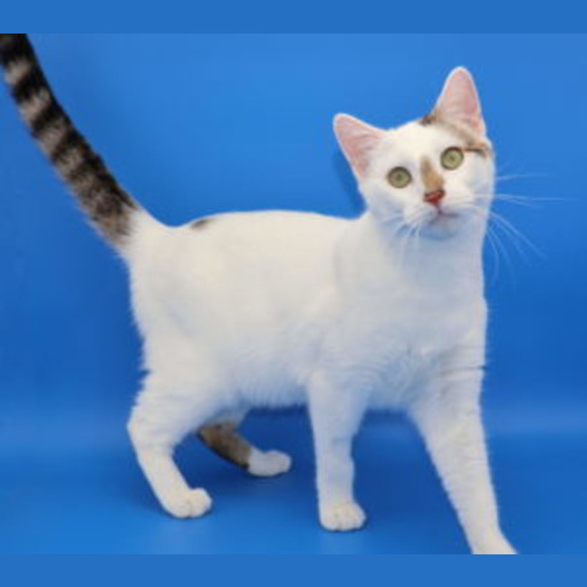 Photo of Enzo  Available At Pet Quarters Belmont