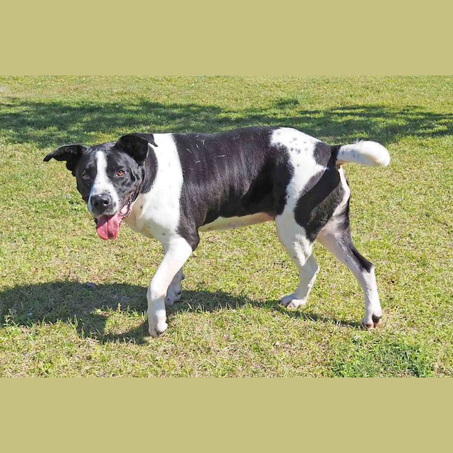 Photo of Lacey
