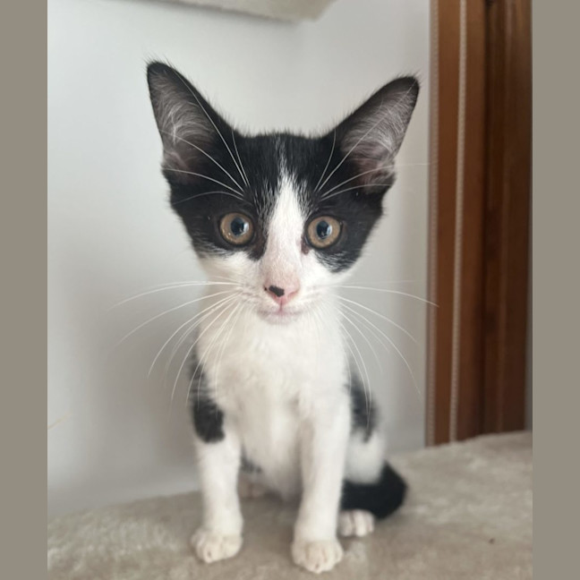 Photo of Macchiato   Now At Pet Quarters Glendale