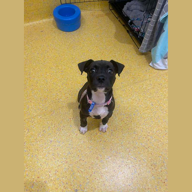 Photo of Nova