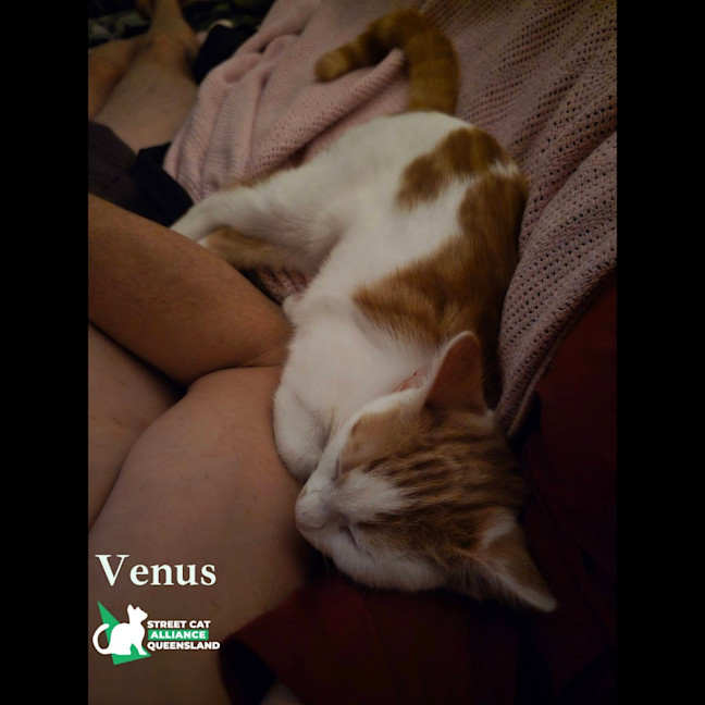 Photo of Venus