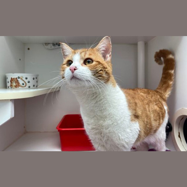 Photo of Marmalade