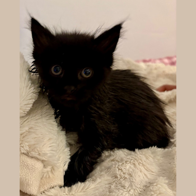 Photo of Tylenol Aka Ty