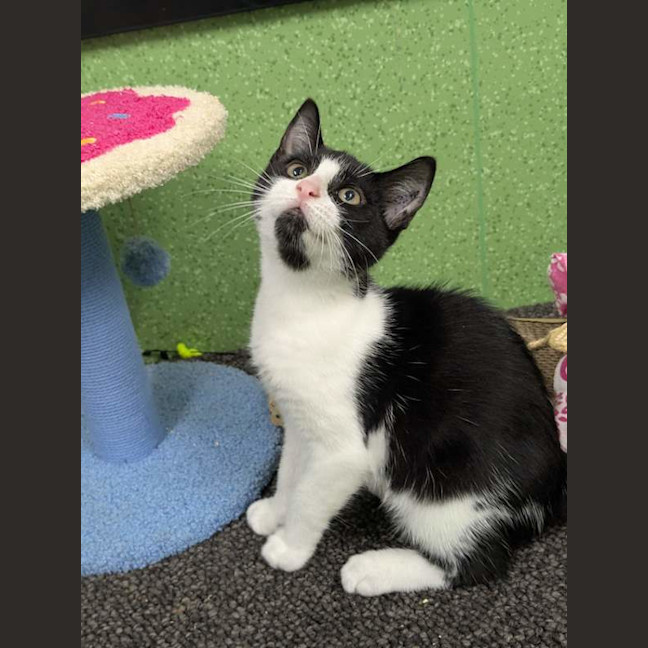 Photo of Domino