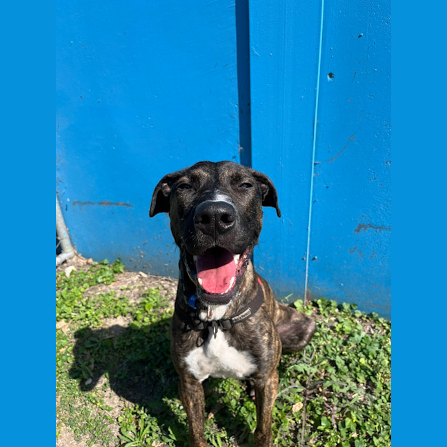 Photo of Harley